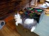 165 - 20160726 Osaka Cat Tail and Neko no Jikan