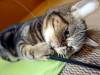166 - 20160726 Osaka Cat Tail and Neko no Jikan
