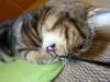 167 - 20160726 Osaka Cat Tail and Neko no Jikan