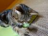 168 - 20160726 Osaka Cat Tail and Neko no Jikan