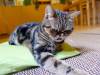 169 - 20160726 Osaka Cat Tail and Neko no Jikan