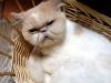 170 - 20160726 Osaka Cat Tail and Neko no Jikan