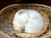 171 - 20160726 Osaka Cat Tail and Neko no Jikan