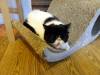 172 - 20160726 Osaka Cat Tail and Neko no Jikan