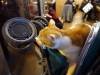 103 - 20170103 Paris Cafe Des Chats