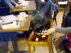 105 - 20170103 Paris Cafe Des Chats