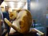 111 - 20170103 Paris Cafe Des Chats