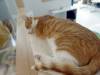 102 - 20170524 KitTea Cat Cafe