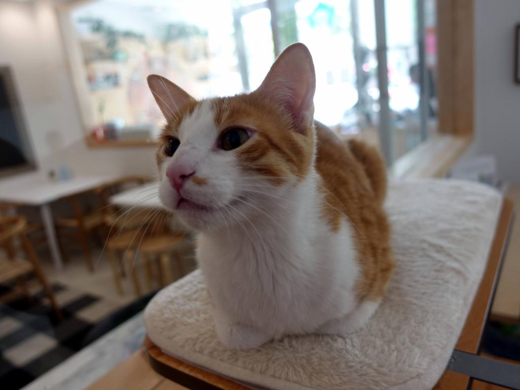 118 - 20170524 KitTea Cat Cafe