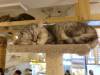 202 - 20171106 HKG Cat Cafes