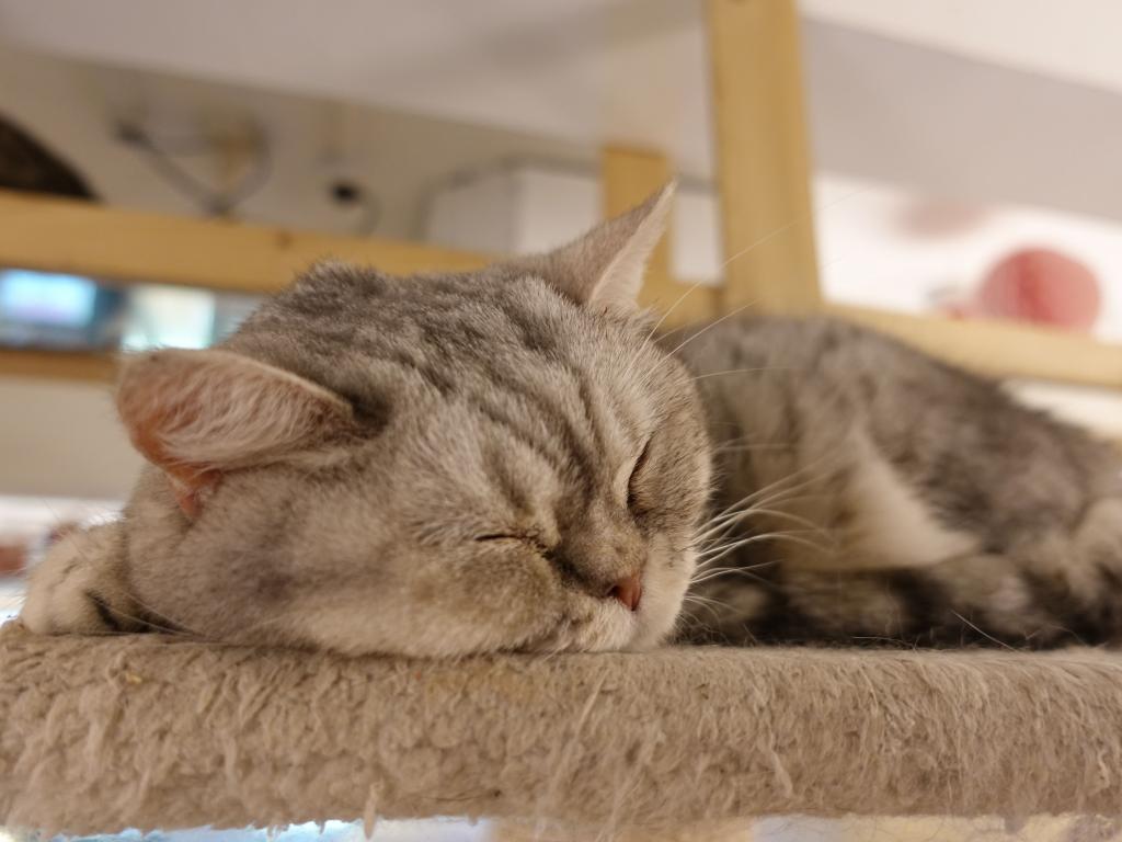 209 - 20171106 HKG Cat Cafes