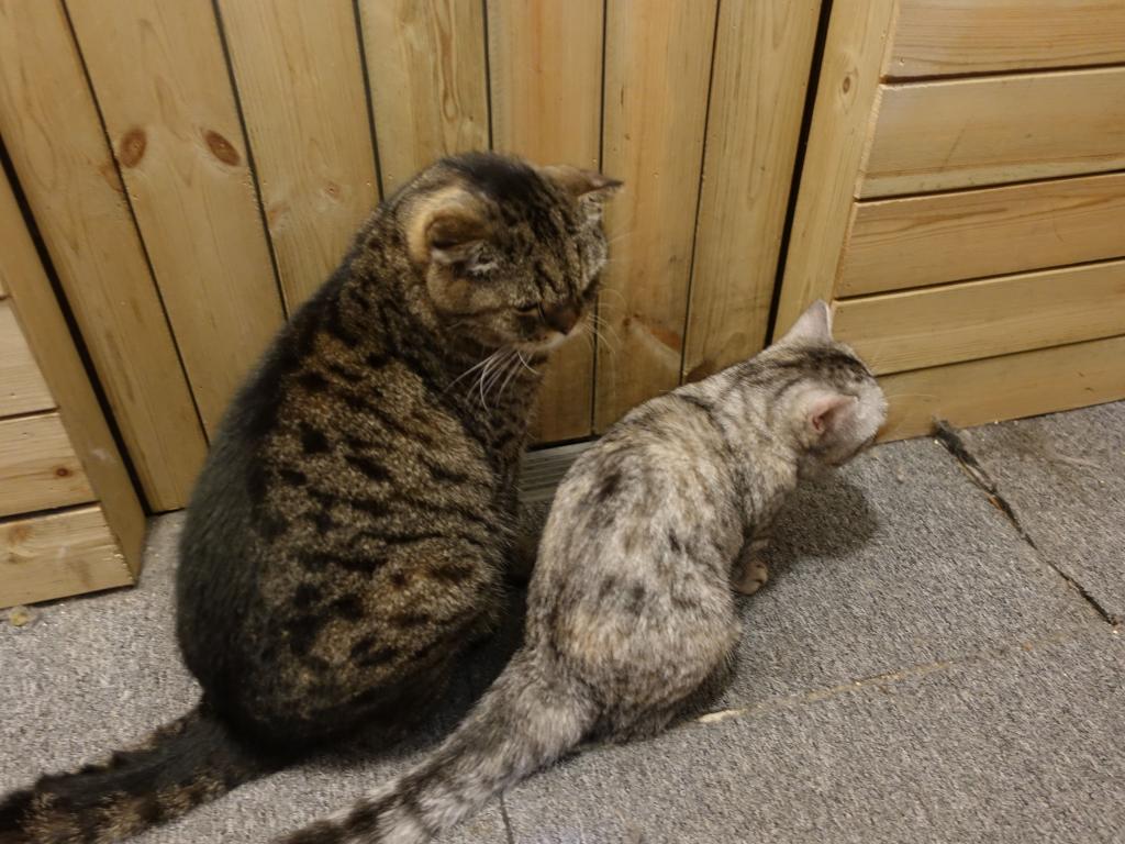 213 - 20171106 HKG Cat Cafes