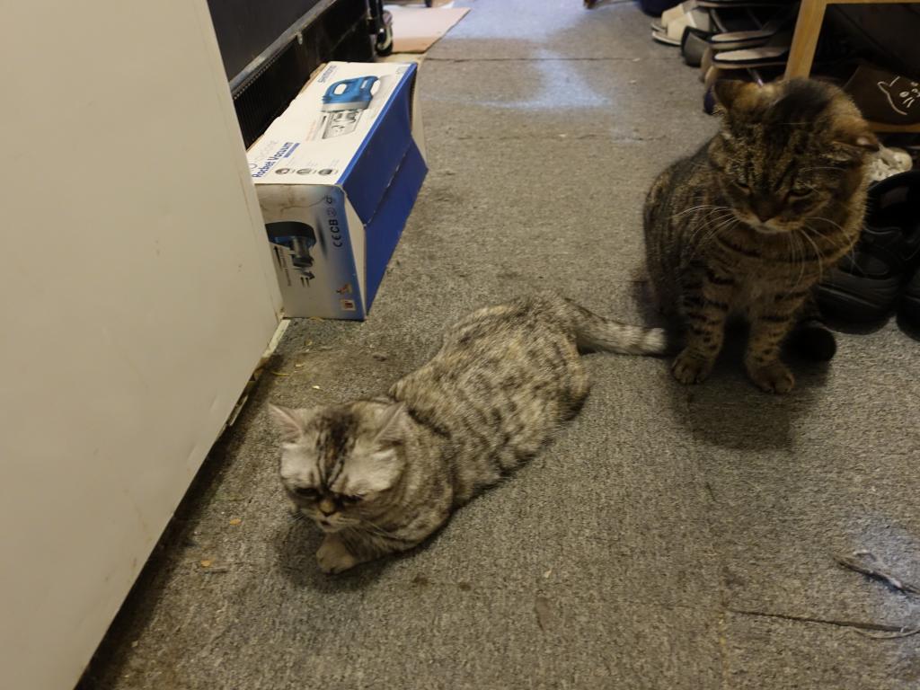 214 - 20171106 HKG Cat Cafes