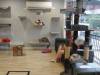 101 - 20200113 Gold Coast Crazy Cat Cafe