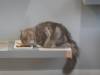 102 - 20200113 Gold Coast Crazy Cat Cafe