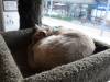 107 - 20200113 Gold Coast Crazy Cat Cafe