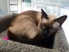 108 - 20200113 Gold Coast Crazy Cat Cafe