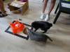 112 - 20200113 Gold Coast Crazy Cat Cafe