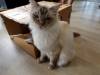 115 - 20200113 Gold Coast Crazy Cat Cafe