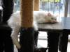 118 - 20200113 Gold Coast Crazy Cat Cafe