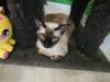 119 - 20200113 Gold Coast Crazy Cat Cafe