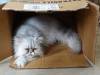 123 - 20200113 Gold Coast Crazy Cat Cafe