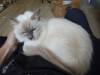 124 - 20200113 Gold Coast Crazy Cat Cafe