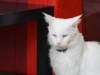 126 - 20200113 Gold Coast Crazy Cat Cafe
