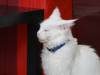 127 - 20200113 Gold Coast Crazy Cat Cafe