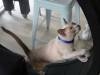 129 - 20200113 Gold Coast Crazy Cat Cafe
