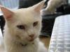 130 - 20200113 Gold Coast Crazy Cat Cafe