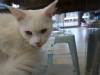 134 - 20200113 Gold Coast Crazy Cat Cafe