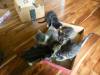 114 - 202105 Foster Kitties