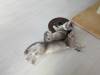 102 - 20231106 Phuket Up 2 You Cat Cafe Google