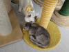 103 - 20231106 Phuket Up 2 You Cat Cafe Google