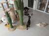 104 - 20231106 Phuket Up 2 You Cat Cafe Google