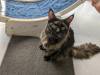 105 - 20231106 Phuket Up 2 You Cat Cafe Google