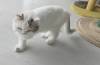106 - 20231106 Phuket Up 2 You Cat Cafe Google