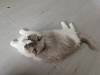 107 - 20231106 Phuket Up 2 You Cat Cafe Google