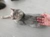108 - 20231106 Phuket Up 2 You Cat Cafe Google