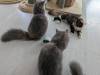 110 - 20231106 Phuket Up 2 You Cat Cafe Google