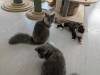 111 - 20231106 Phuket Up 2 You Cat Cafe Google