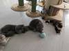 112 - 20231106 Phuket Up 2 You Cat Cafe Google