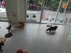 113 - 20231106 Phuket Up 2 You Cat Cafe Google