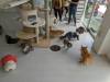 114 - 20231106 Phuket Up 2 You Cat Cafe Google