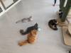 116 - 20231106 Phuket Up 2 You Cat Cafe Google