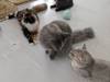 117 - 20231106 Phuket Up 2 You Cat Cafe Google