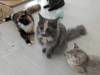 118 - 20231106 Phuket Up 2 You Cat Cafe Google