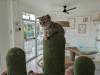 120 - 20231106 Phuket Up 2 You Cat Cafe Google