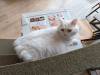 1504 - 20240120 Mocha Cat Cafe